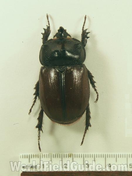 Male<br>(Origin of the Specimen: Nova Teutonia, Sc, Brazil)