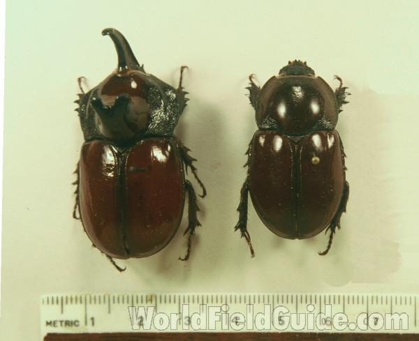 Pair<br>(Origin of the Specimen: Rio Verde, M Grosso, Brazil)