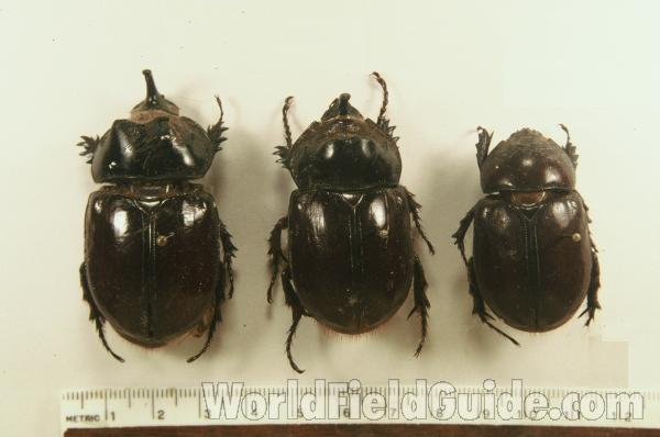 Trio (male, Male, Female)<br>(Origin of the Specimen: Putumayo Valley, 1972)