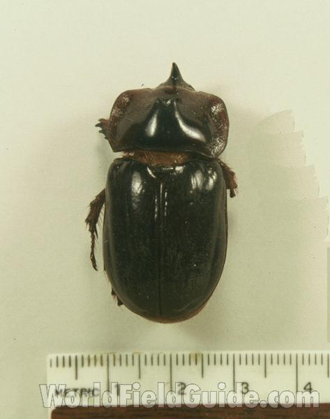 Male - Dorsal View<br>(Origin of the Specimen: Putumayo Valley, Colombia, 1975)