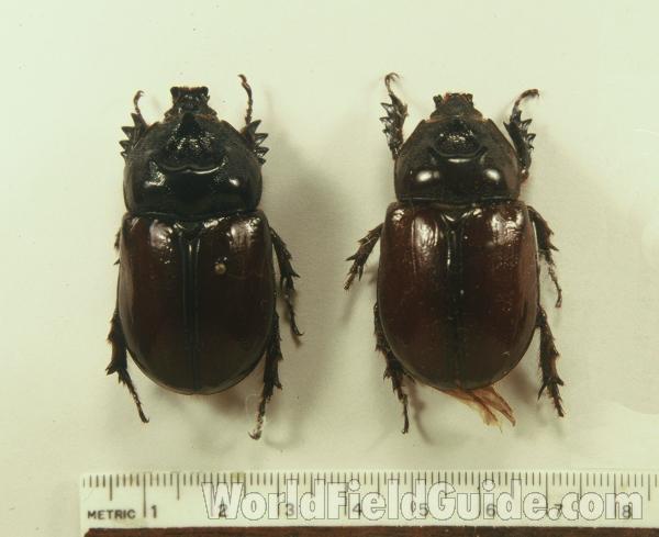 Pair<br>(Origin of the Specimen: Huila, Colombia)