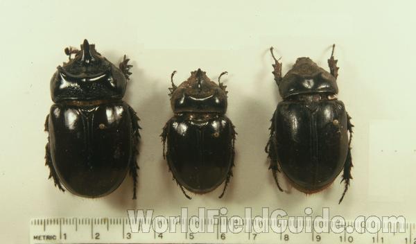 Two Males and Female<br>(Origin of the Specimen: Panama Canal Zone)