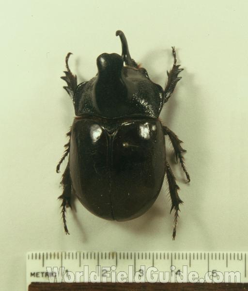 Male - Dorsal View<br>(Origin of the Specimen: Cameron Highland, Malaysia)