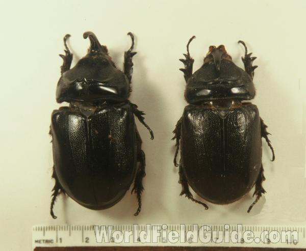 Pair<br>(Origin of the Specimen: Taiping And Siam)