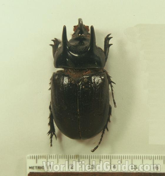 Male - Dorsal View<br>(Origin of the Specimen: New Guinea, 1969)