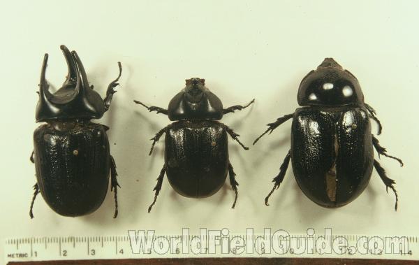 Two Males and Female<br>(Origin of the Specimen: Solomon Islands)