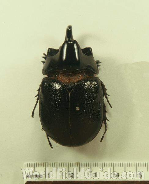 Male - Dorsal<br>(Origin of the Specimen: New Guinea)