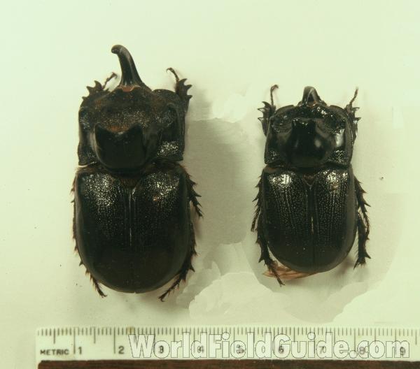 Two Males<br>(Origin of the Specimen: Siam And Khasi Hills, India)