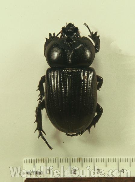 Male - Dorsal<br>(Origin of the Specimen: Huila, Colombia)