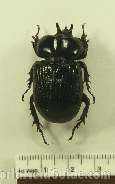 Male - Dorsal<br>(Origin of the Specimen: Houston, Texas, USA)