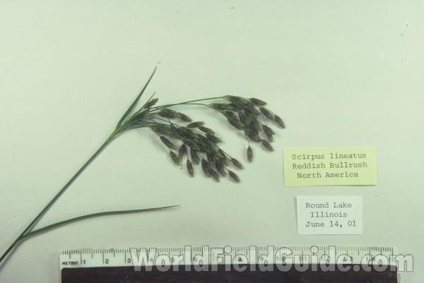Mounted Specimen<br>(Origin of the Specimen: Round Lake, Illinois, USA)