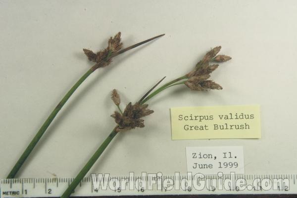 Mounted Specimen<br>(Origin of the Specimen: North East Illinois, USA)