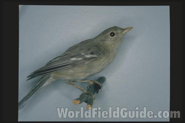 Female - Non Breeding