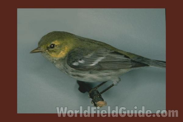 <br>(Location of Picture: Field Museum of Chicago)