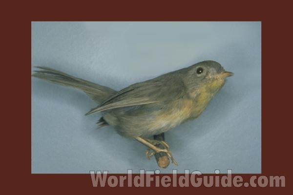 Female - Museum Specimen